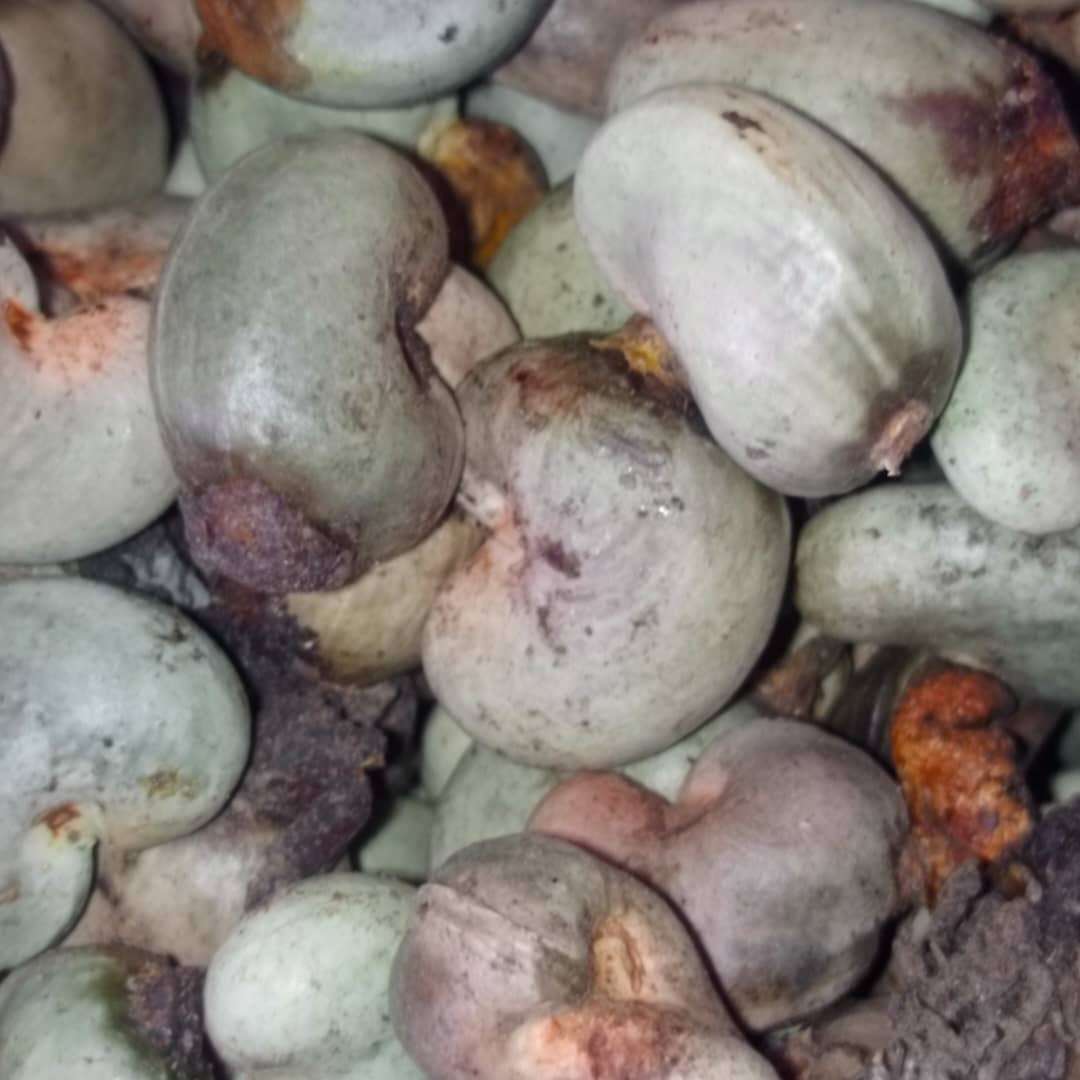 Organic shea nuts ready for processing