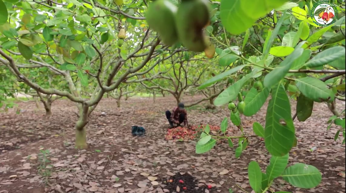 Cashew trees in full bloom during harvest season