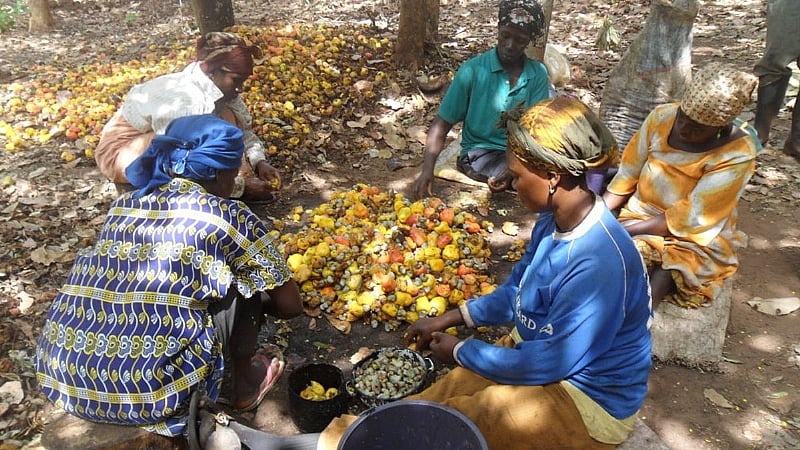 Local farmers collecting raw cashew nuts