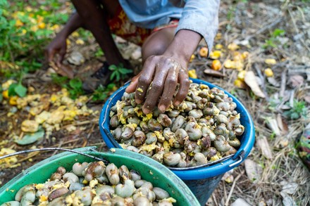 Local farmers collecting raw cashew nuts