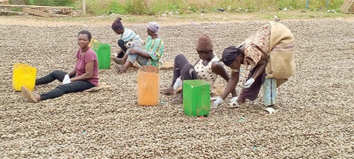 Sun-drying raw cashew nuts naturally