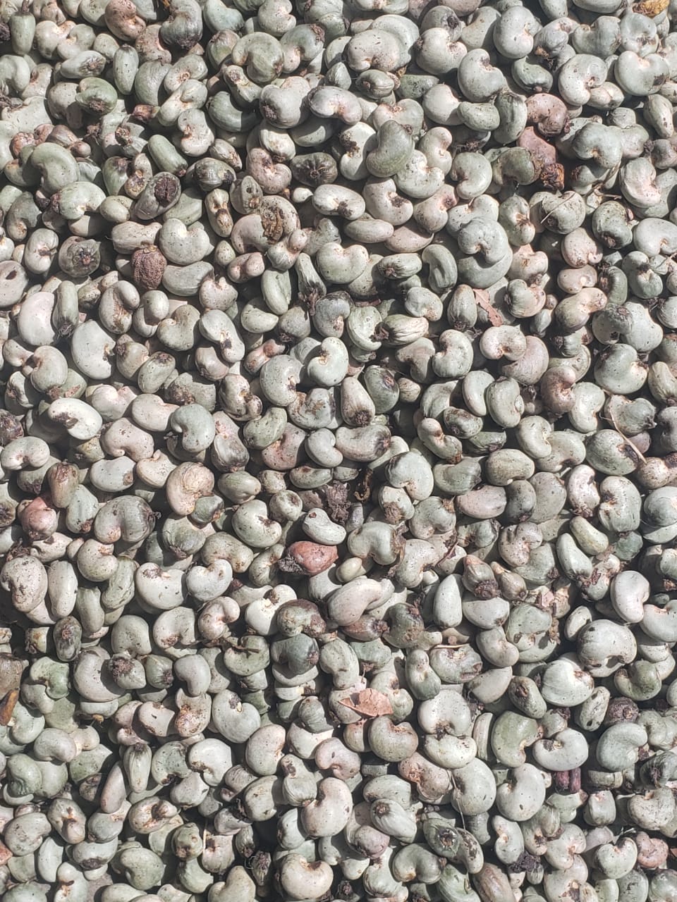 Premium beans and nuts at prices everyone can afford.